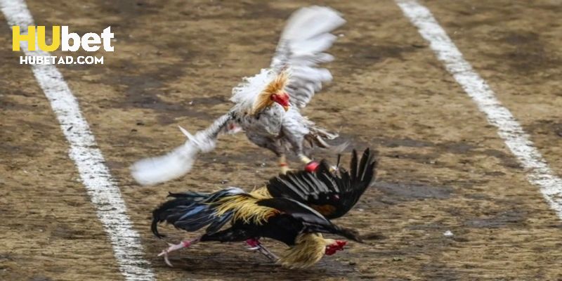 Tổng hợp các điều bạn nên biết khi chơi tại nhà cái Hubet