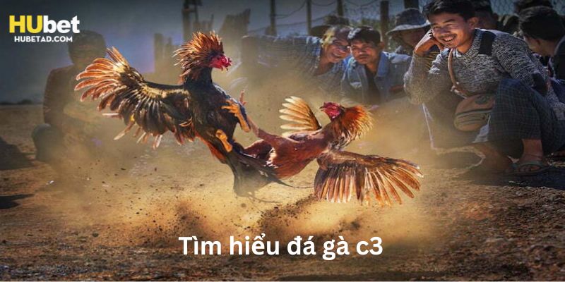 Đá gà c3 phổ biến với người chơi ngày nay tại Hubet