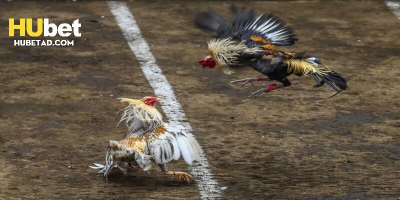 Những câu hỏi thường gặp khi chơi đá gà đòn tại Hubet