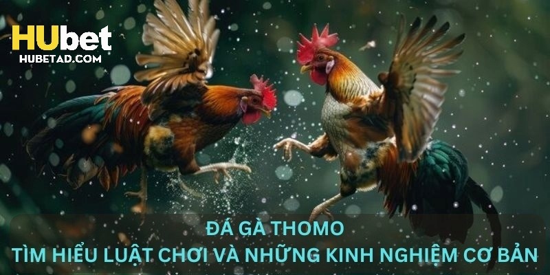 Quy định thắng thua tại trường gà Thomo